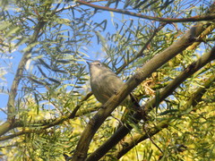 Vireo cassinii