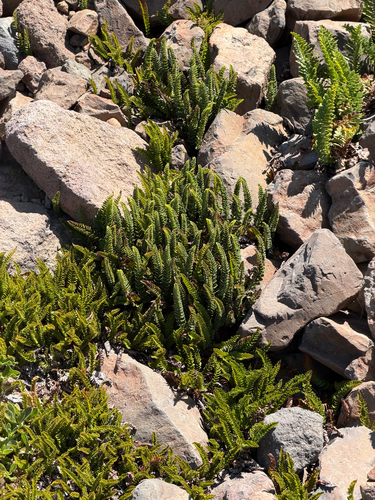 Polystichum andinum, photograph 3