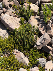 Polystichum andinum, photograph (c) Cody Hinchliff, some rights reserved (CC BY)
