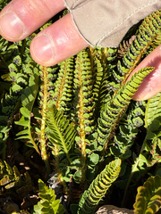 Polystichum andinum, photograph (c) Cody Hinchliff, some rights reserved (CC BY)