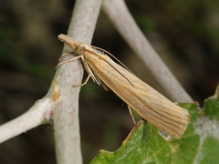 Pediasia luteella