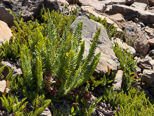 Polystichum plicatum, photograph 6