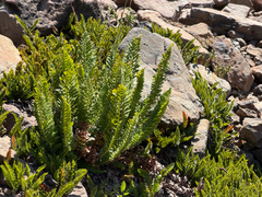 Polystichum plicatum, photograph (c) Cody Hinchliff, some rights reserved (CC BY)