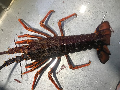New Zealand Rock Lobster