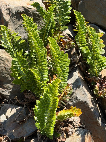Polystichum plicatum, photograph 5