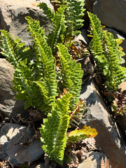 (c) Cody Hinchliff, some rights reserved (CC BY) Polystichum plicatum, photograph (c) Cody Hinchliff, some rights reserved (CC BY)