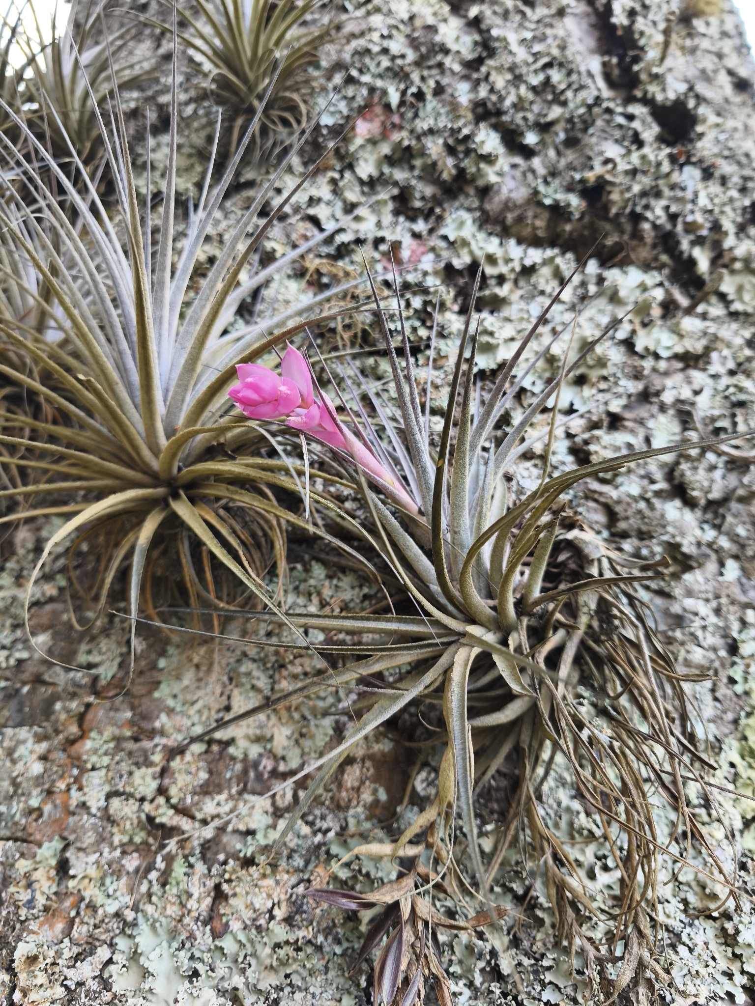 Tillandsia stricta