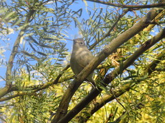 Vireo cassinii