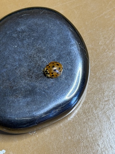 Asian Lady Beetle