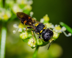 Ectemnius stirpicola