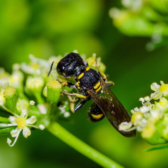 Ectemnius stirpicola