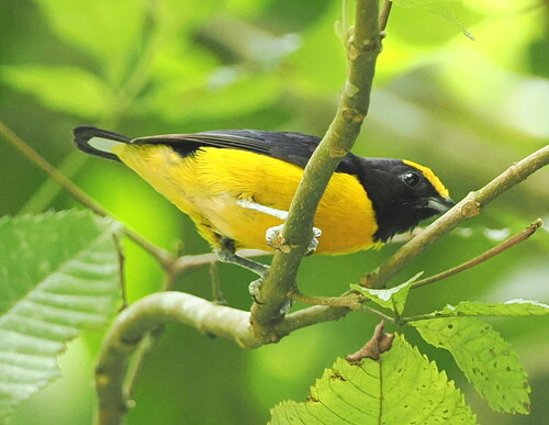 Orange-bellied Euphonia (Euphonia xanthogaster), photo 3