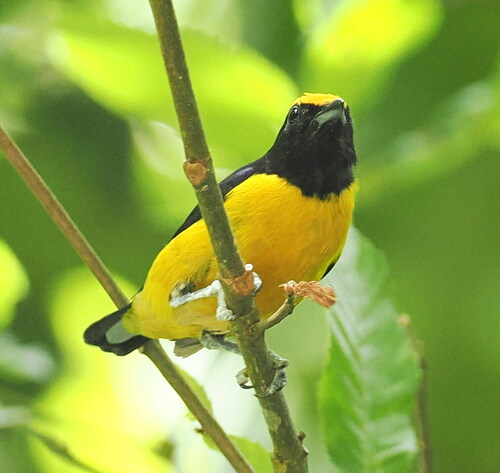 Orange-bellied Euphonia (Euphonia xanthogaster), photo 4
