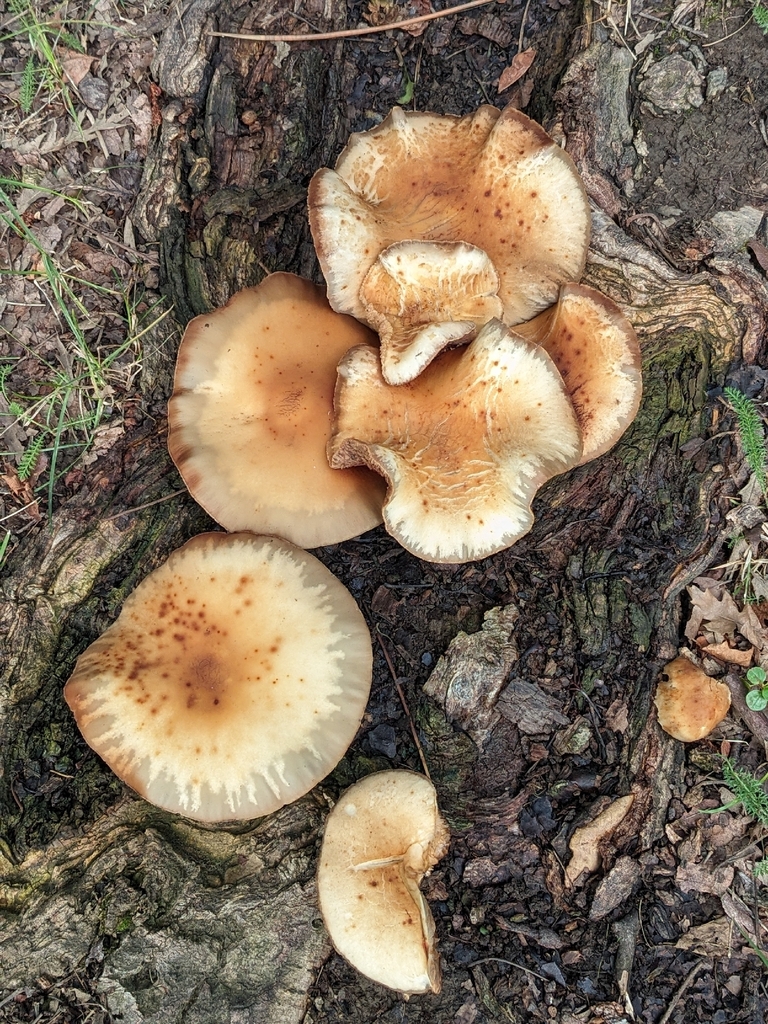 Cyclocybe parasitica · January 2026 · photo: © sigourney_juneau (iNaturalist, cc-by)