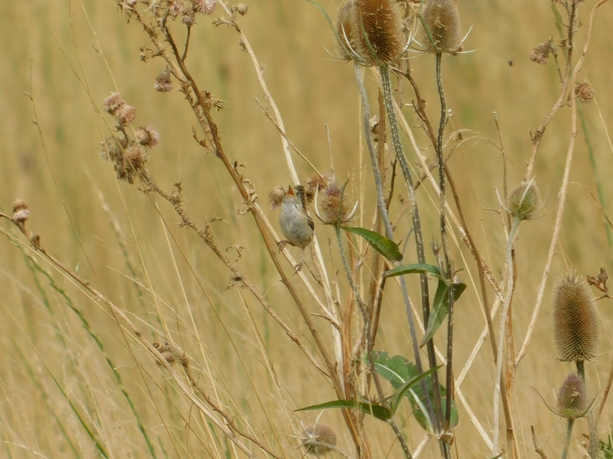 Grass Wren (Cistothorus platensis), photo 9