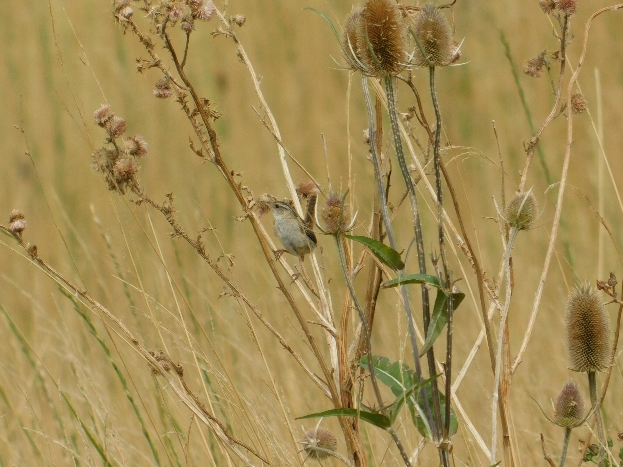 Grass Wren (Cistothorus platensis), photo 8