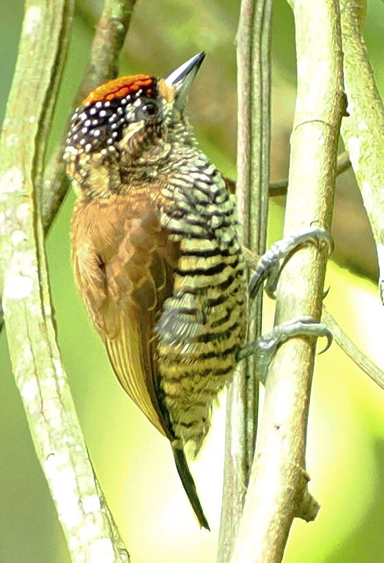 White-barred Piculet (Picumnus cirratus), photo 5