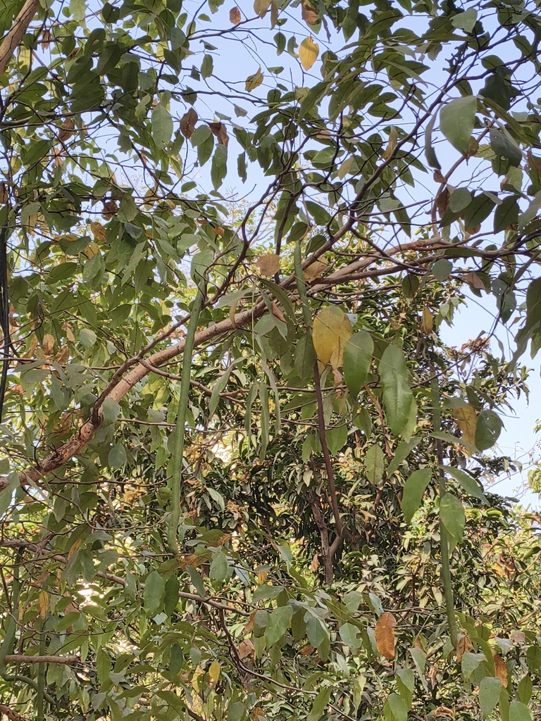 Muồng hoàng yến – Cassia fistula
