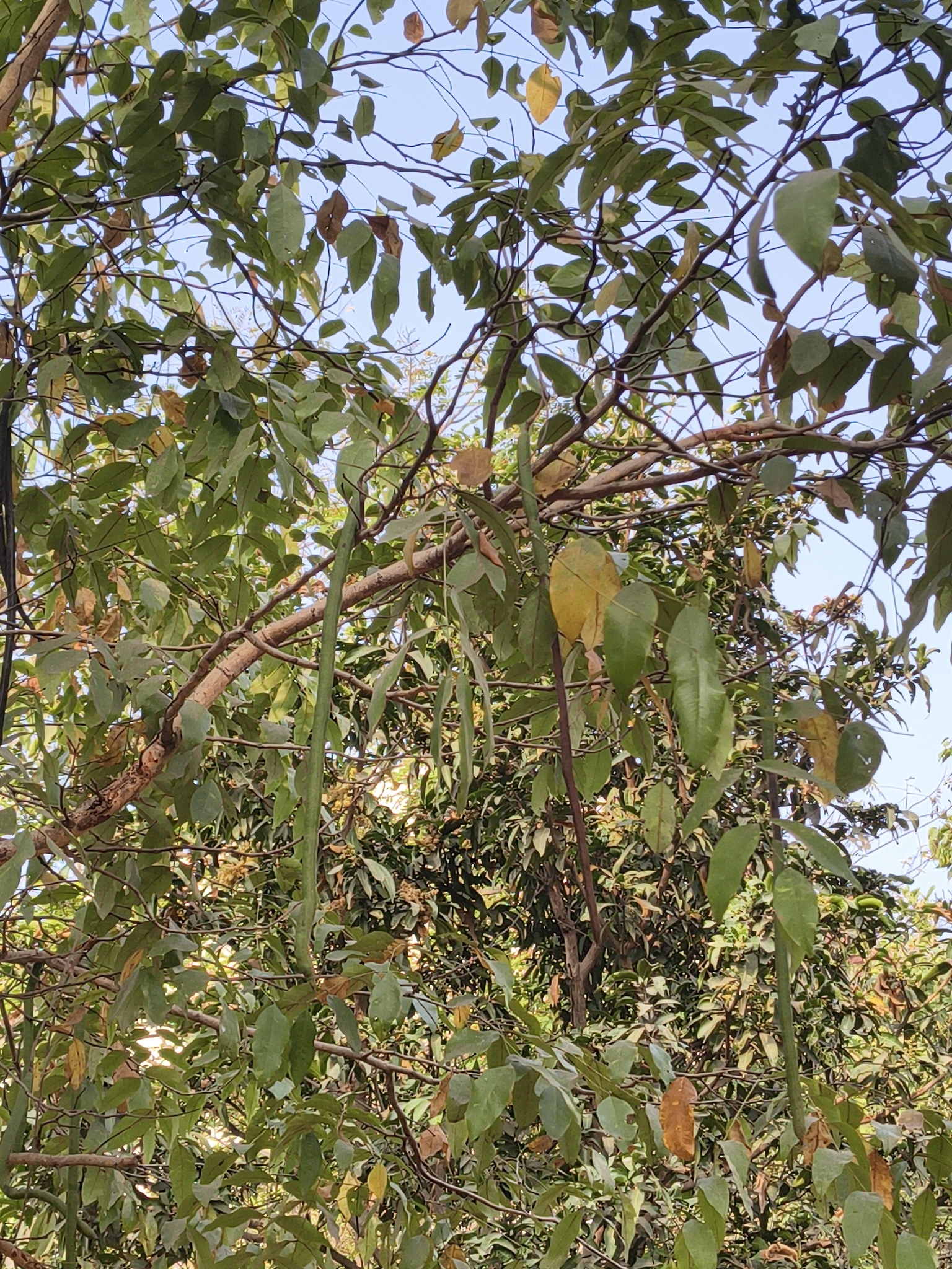 Golden Shower (Cassia fistula)