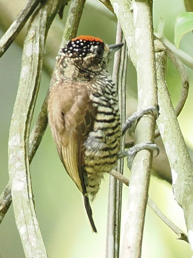 White-barred Piculet (Picumnus cirratus), photo 6