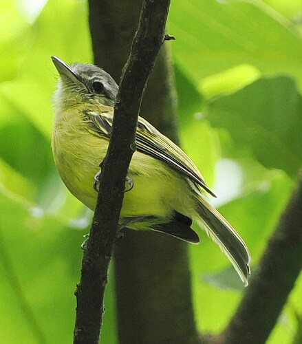 Yellow-olive Flatbill (Tolmomyias sulphurescens), photo 4