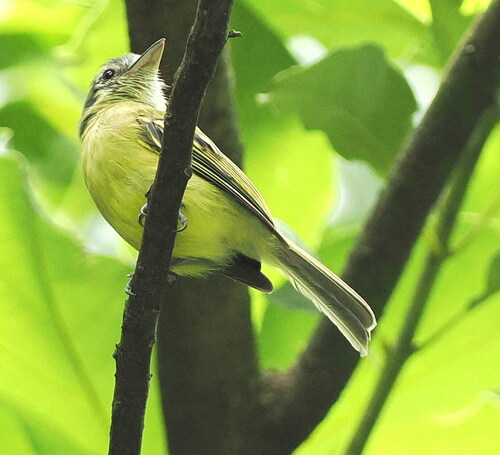 Yellow-olive Flatbill (Tolmomyias sulphurescens), photo 5