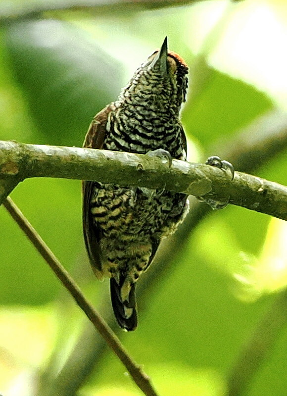 White-barred Piculet (Picumnus cirratus), photo 7
