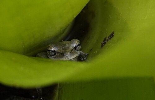 Boeseman's Snouted Treefrog, Scinax boesemani