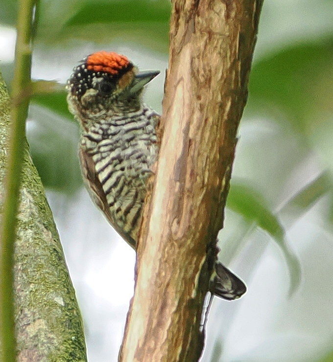 White-barred Piculet (Picumnus cirratus), photo 8