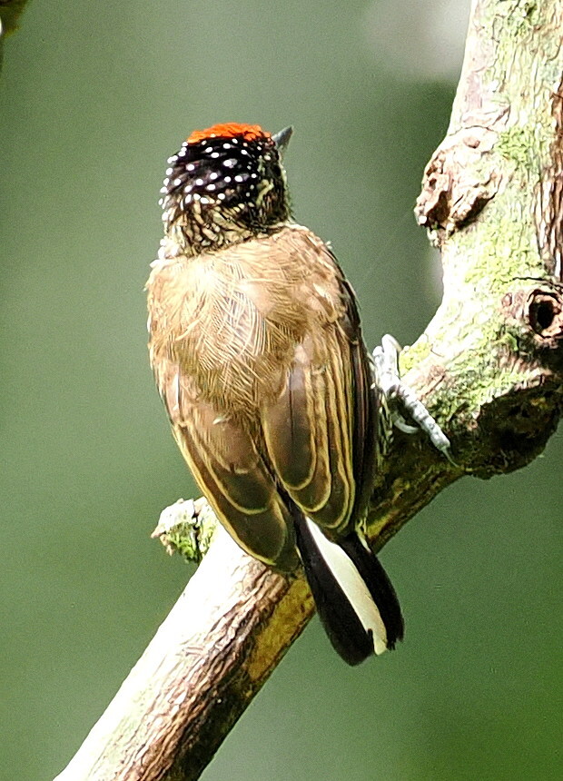 White-barred Piculet (Picumnus cirratus), photo 9