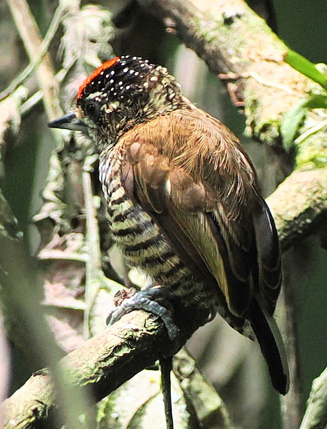 White-barred Piculet (Picumnus cirratus), photo 10