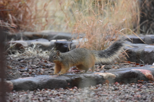 Mexican Fox Squirrel observed by hleab