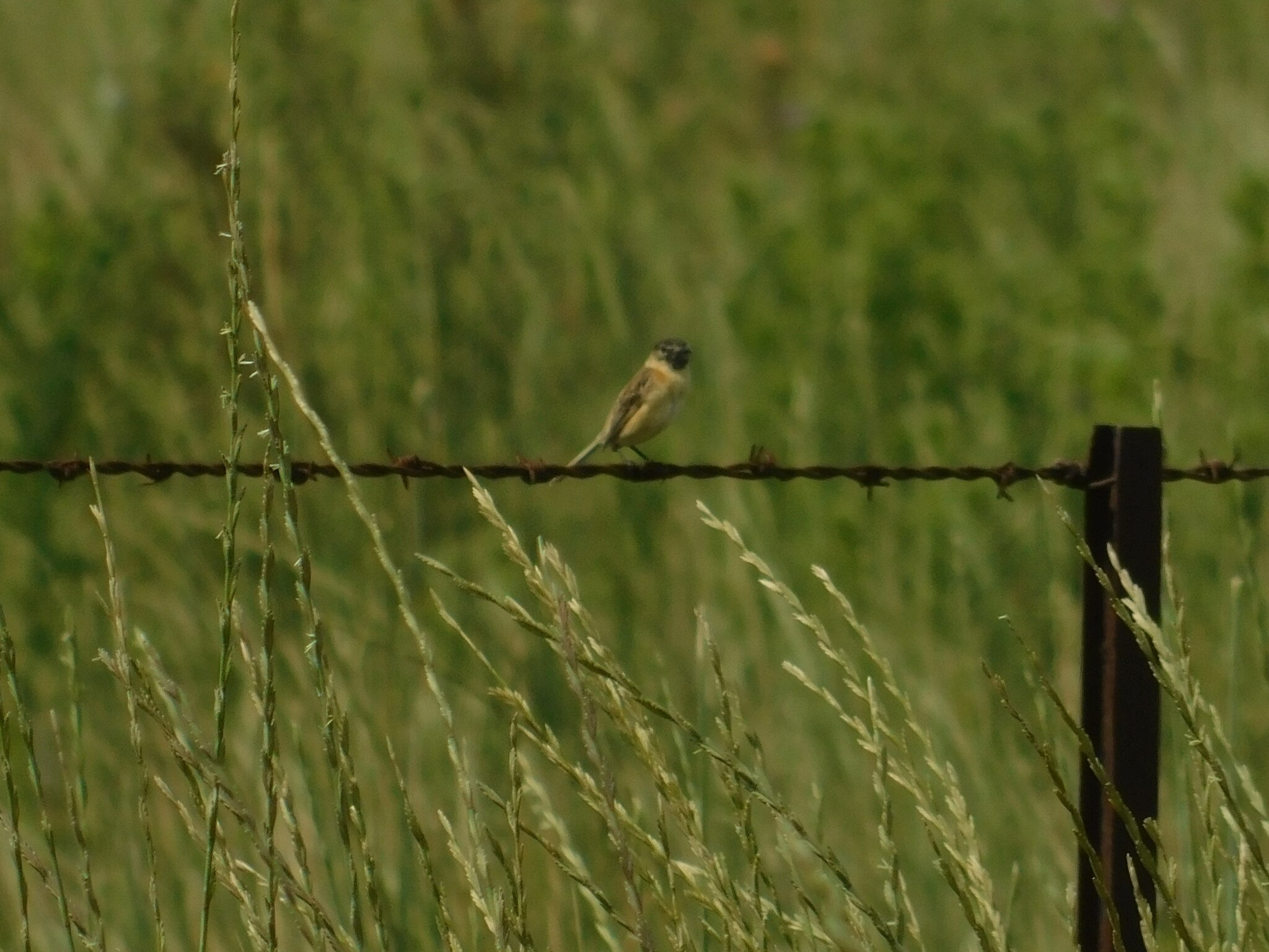 Bearded Tachuri (Polystictus pectoralis), photo 7