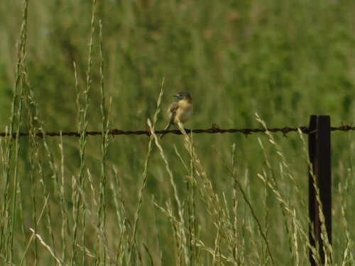 Bearded Tachuri (Polystictus pectoralis), photo 9