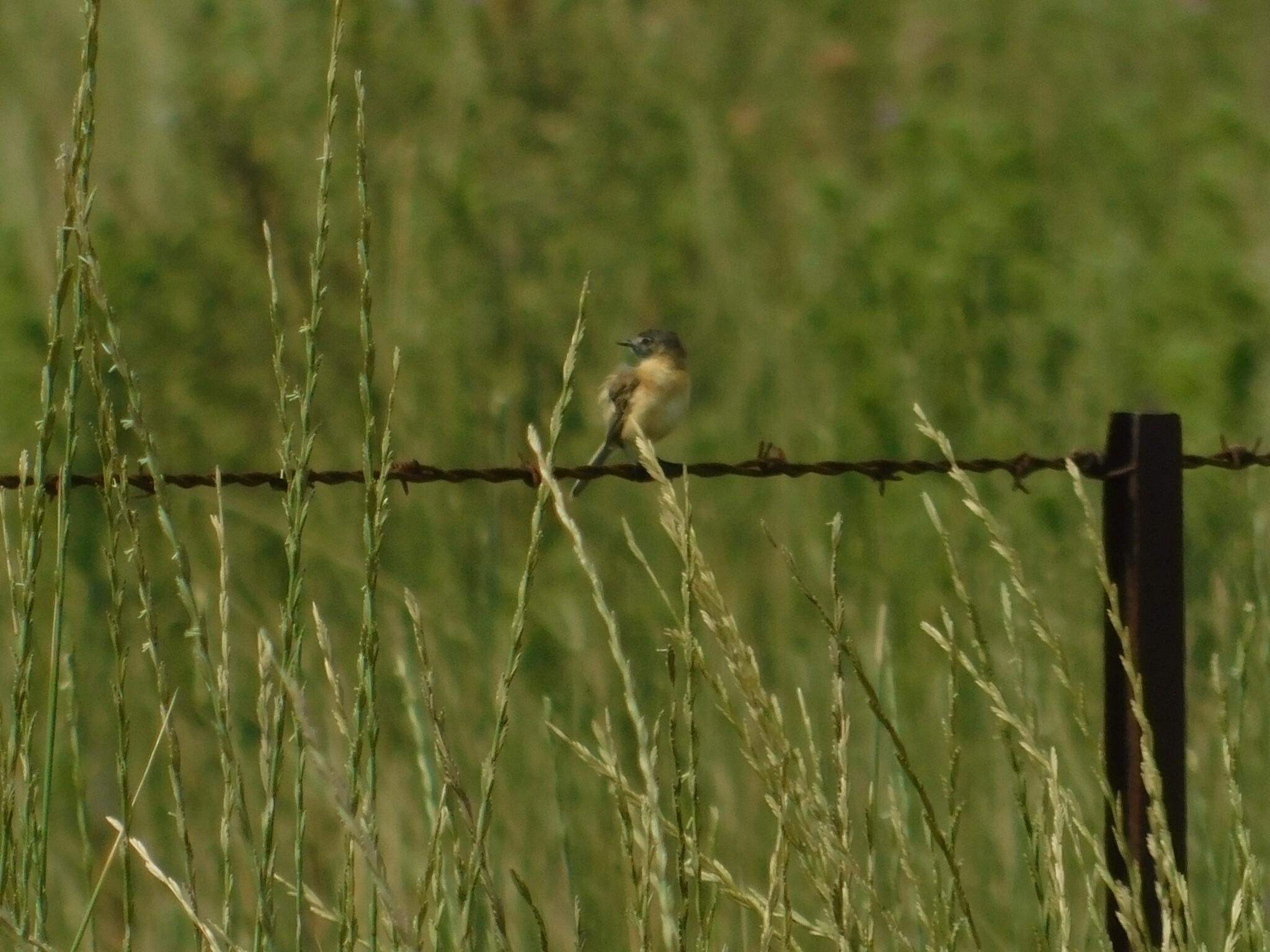 Bearded Tachuri (Polystictus pectoralis), photo 6