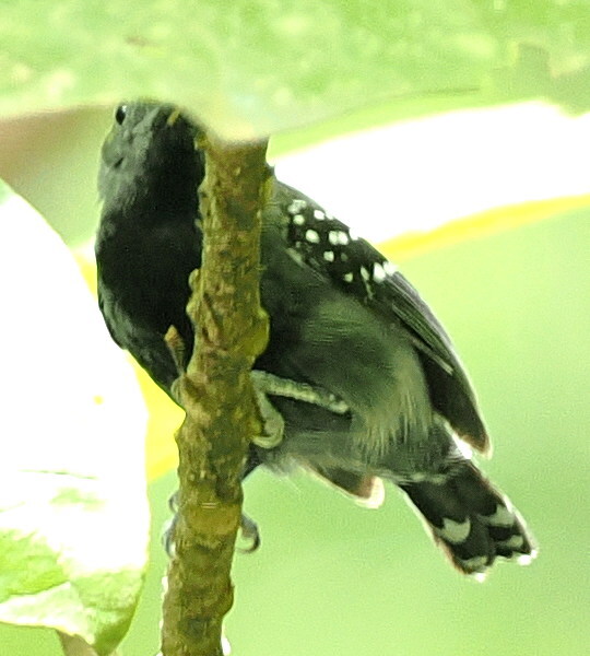 White-flanked Antwren (Myrmotherula axillaris), photo 3