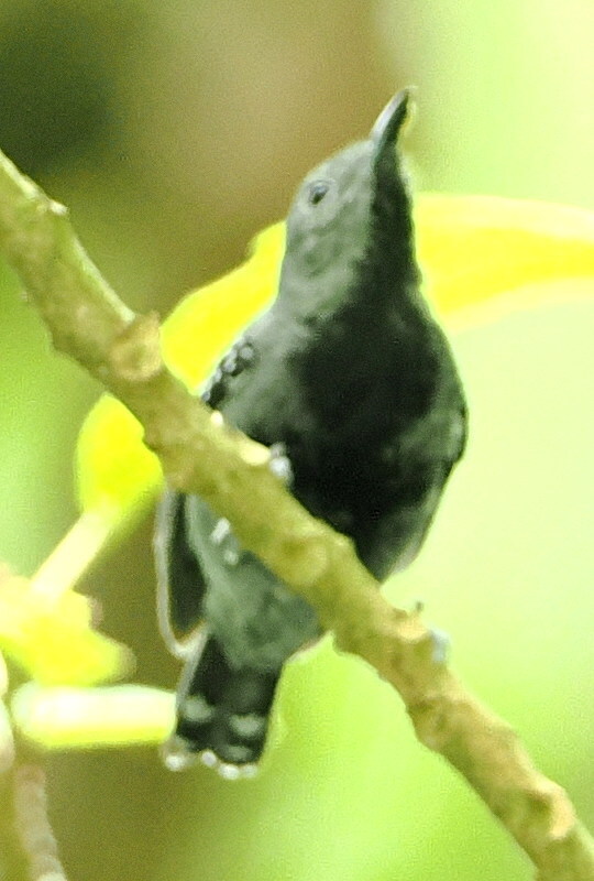 White-flanked Antwren (Myrmotherula axillaris), photo 2