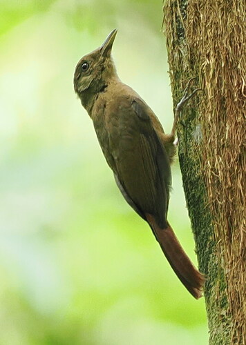 Plain-brown Woodcreeper (Dendrocincla fuliginosa), photo 5