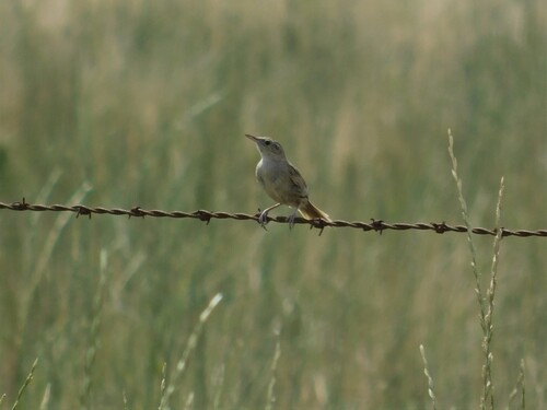 Hudson's Canastero (Asthenes hudsoni), photo 3