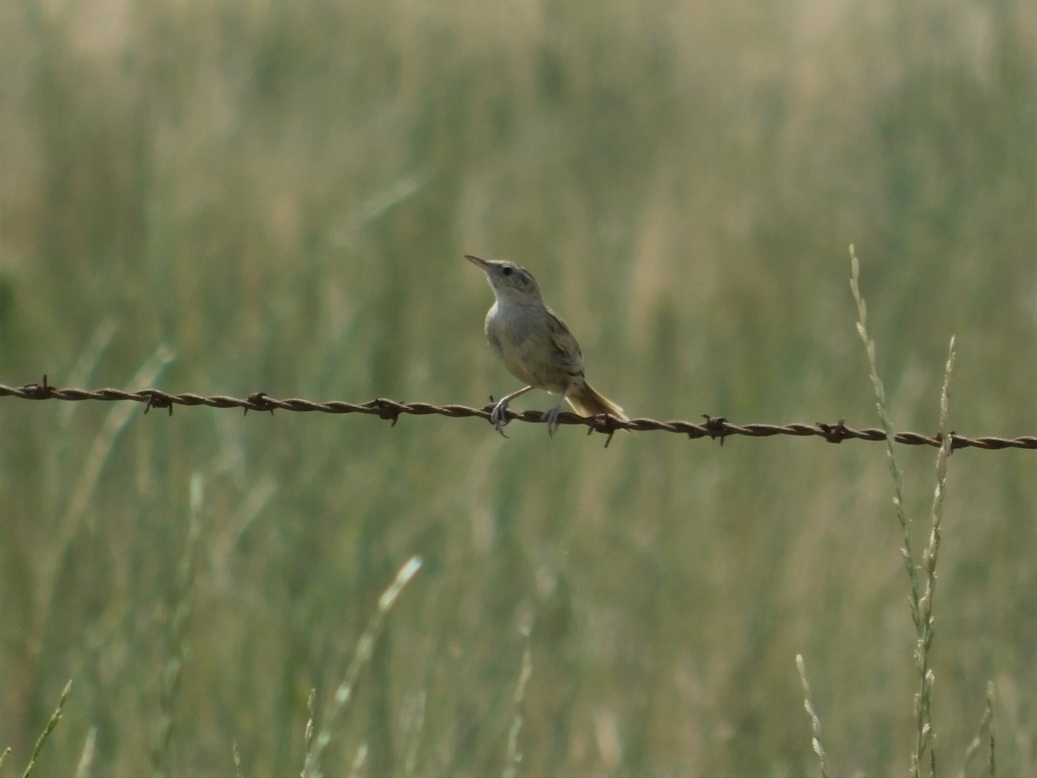 Hudson's Canastero (Asthenes hudsoni), photo 3