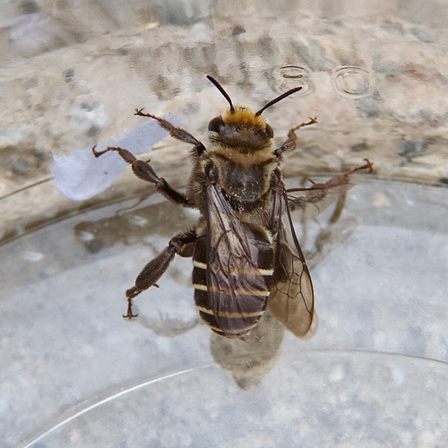Segmented Turret Bee