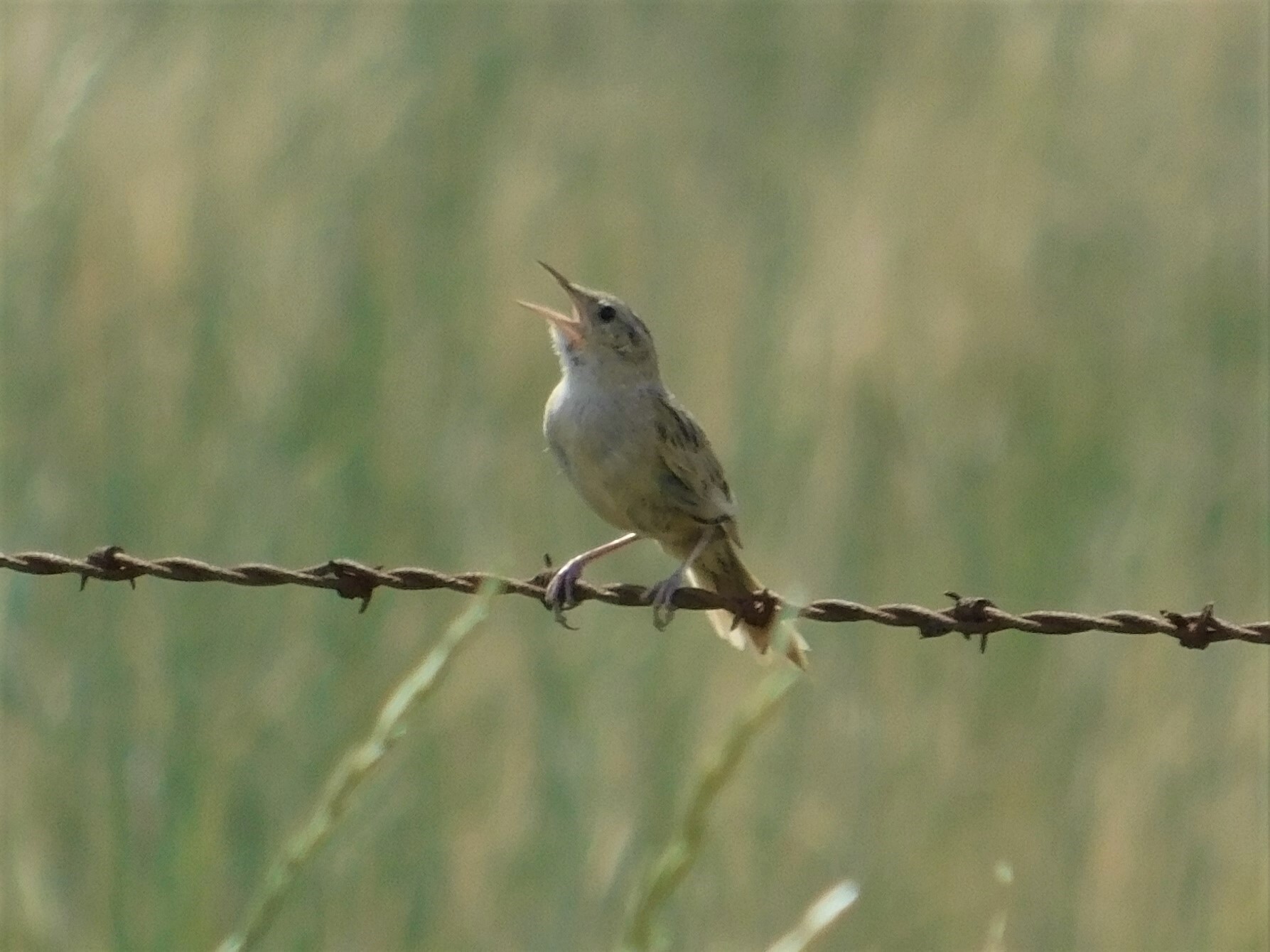 Hudson's Canastero (Asthenes hudsoni), photo 2
