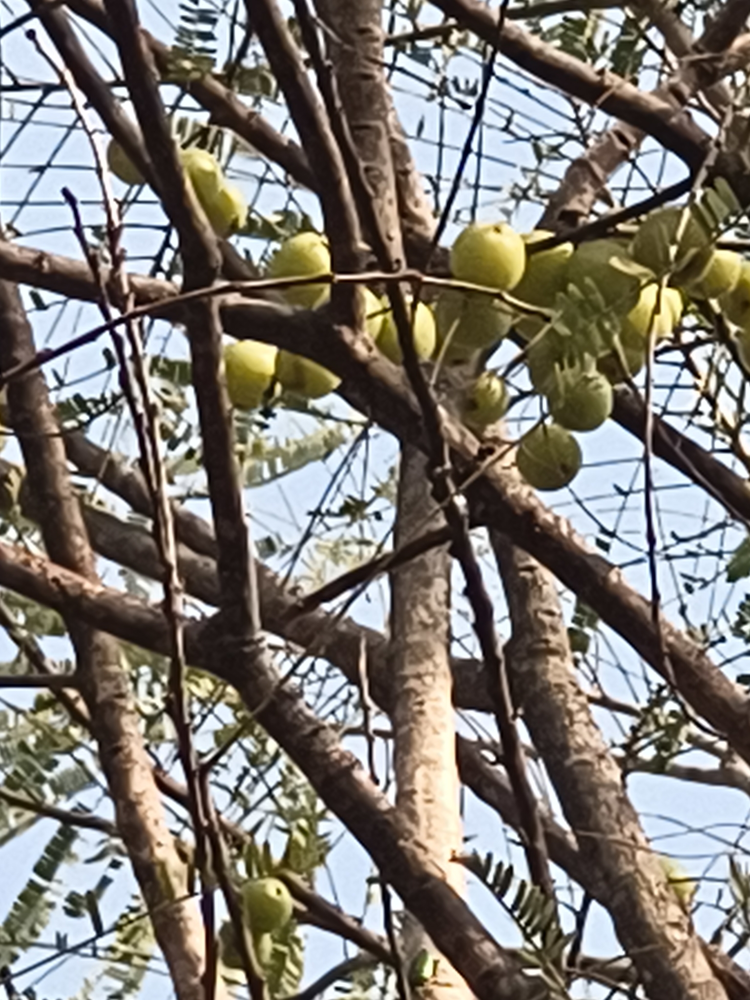 Amla