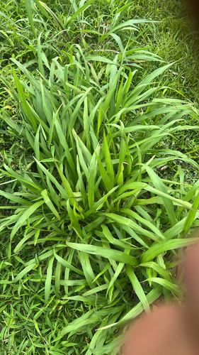 Ischaemum polystachyum observed 2026-01-20
