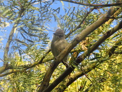 Vireo cassinii