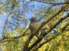 Vireo cassinii