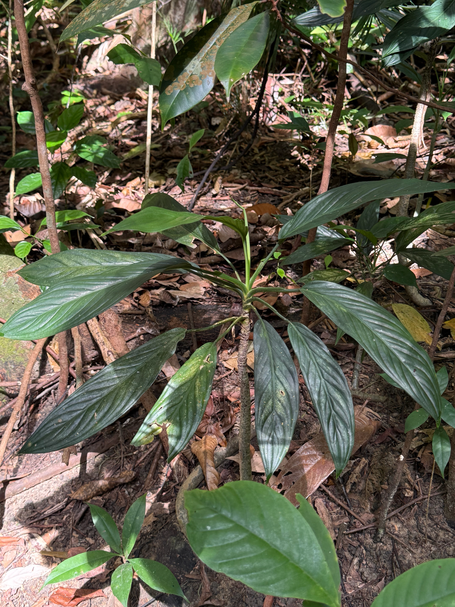 Red Aglaonema