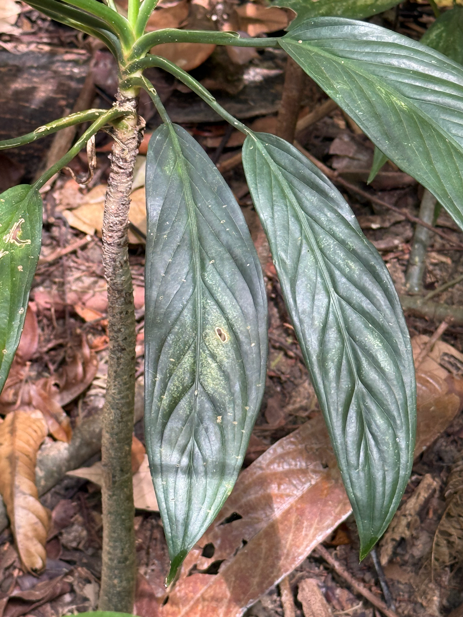 Red aglaonema foliage detail
