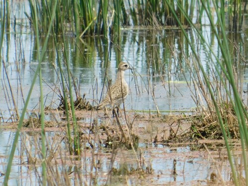 American Golden Plover (Pluvialis dominica), photo 6