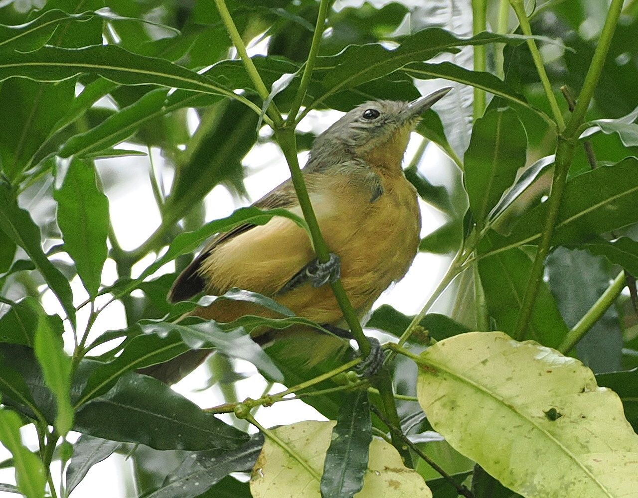 White-flanked Antwren (Myrmotherula axillaris), photo 1